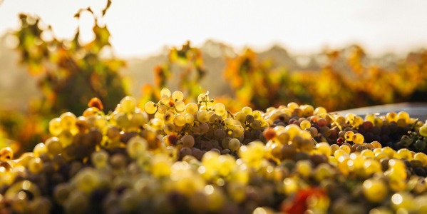 Vin blanc sec ou fruité : comment faire le bon choix ?